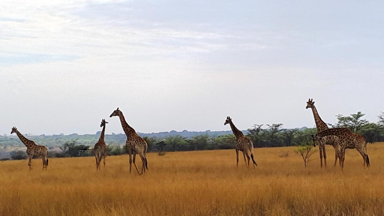 Afrikan Sunset Vaalwater Exterior foto